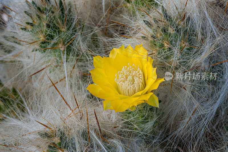 羊毛仙人掌，活雪。仙人掌，秘鲁莫亚帕塔。Austrocylindropuntia floccosa